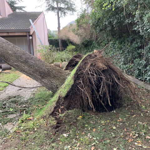 Rimozione alberi caduti in villa privata